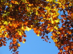 24322 Red and yellow leaves.jpg